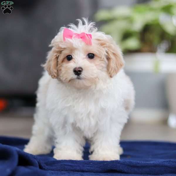 Millie, Maltipoo Puppy